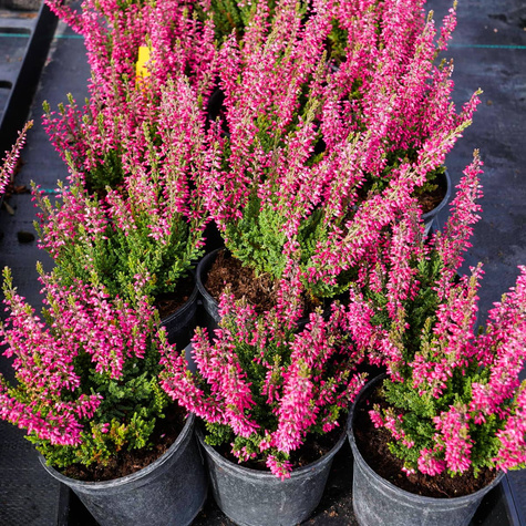 Wrzos pospolity Selly