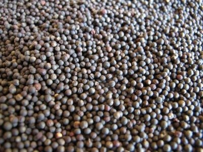 Brukiew pastewna - cena za 0,1 kg