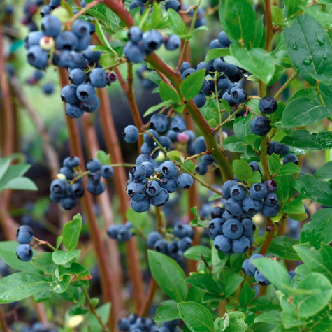 Borówka amerykańska wysoka Olle późna (C2)