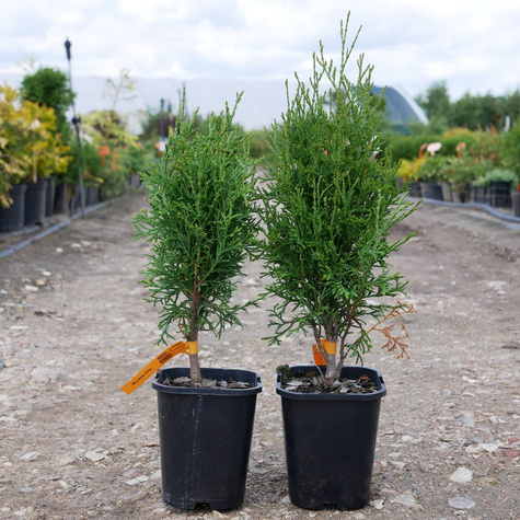 Thuja Tuja Żywotnik zachodni 'Green Egg ®'(C2)