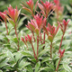 Pieris japoński Little Heath (C2)