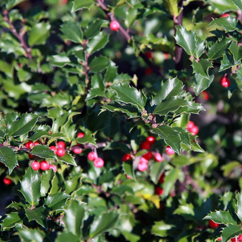 Ostrokrzew Blue Girl (C2)