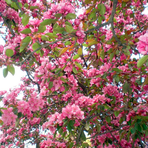 Jabłoń ozdobna rajska Royality