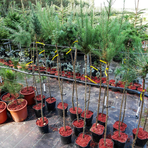 Modrzew japoński Jacobson's Pyramid PA 60-80