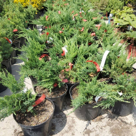 Jałowiec sabiński Tamariscifolia (P9)