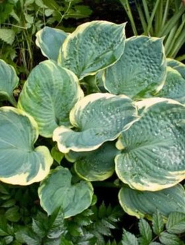 Funkia ogrodowa Hosta Pizzazz (C2)
