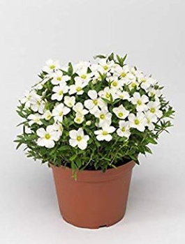 Piaskowiec górski 'Blizzard Compact' (C2)