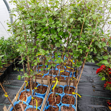 Powojnik Clematis wielkokwiatowy pełny Kiri te Kanava