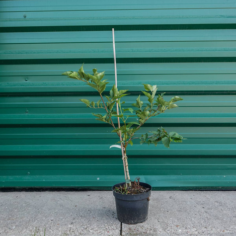 Lilak Bez Miss Kim szczepiony na pniu (C2)