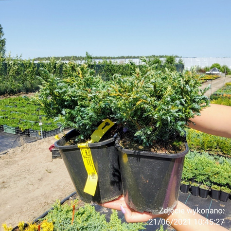 Cyprysik groszkowy Boulevard - puszysty(C2)