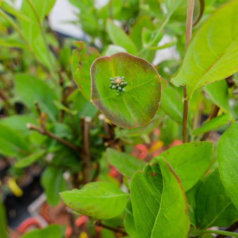 Wiciokrzew hecrota American Beauty pachnący (C2)