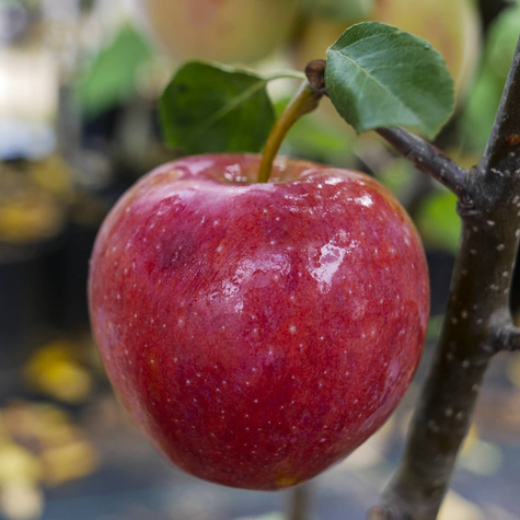 Jabłoń kolumnowa Promyk Słońca Sun Light w typie Red Cap Plant Pack