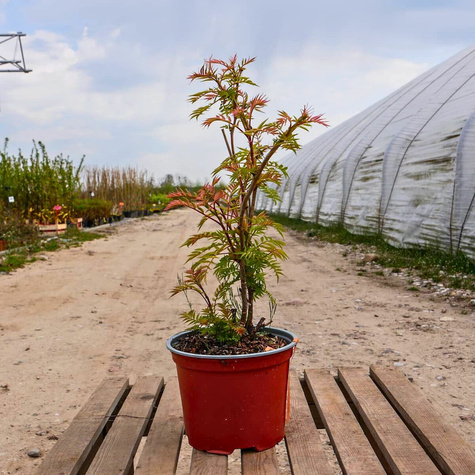 Tawlina jarzębolistna SEM Miododajna (C2)