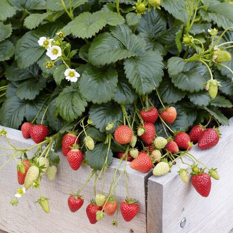 Truskawka SAN ANDREAS powtarza owocowanie WISZĄCA PNĄCA sadzonki 10 szt