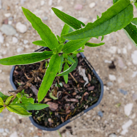 Budleja Dawida Free Petite Tutti Frutti miniaturka (C2)