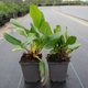 Bergenia sercowata Bressingham White (C2)