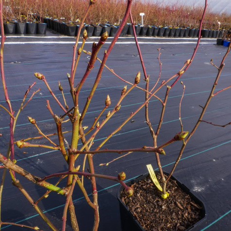 Borówka amerykańska Nortland średnio wczesna (C5)