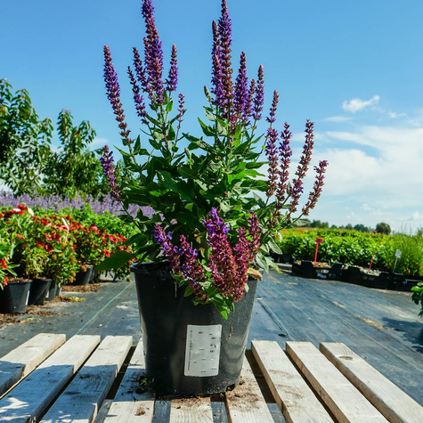 Szałwia omszona Edula Blue (C2)