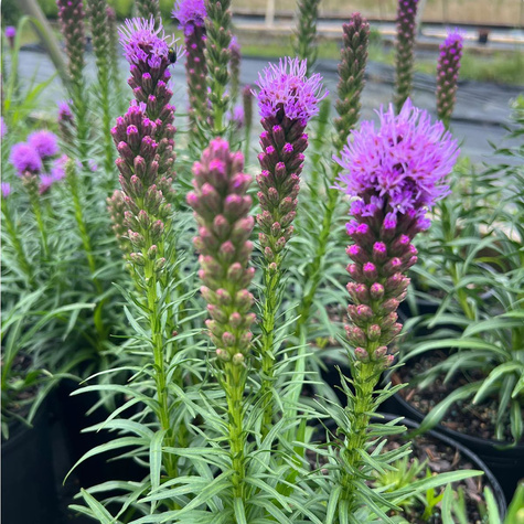 Liatra kłosowa Kobold (C2)