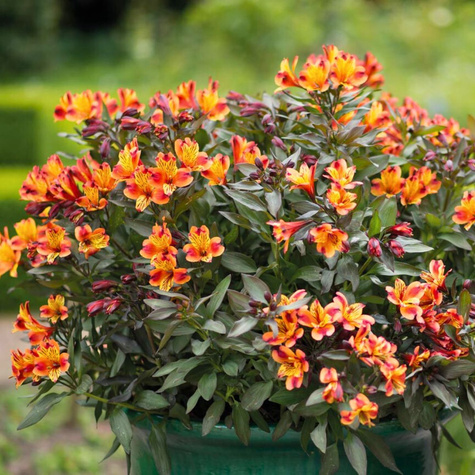 Alstremeria ogrodowa Indian Summer (C2)