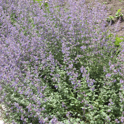 Kocimiętka Faassena