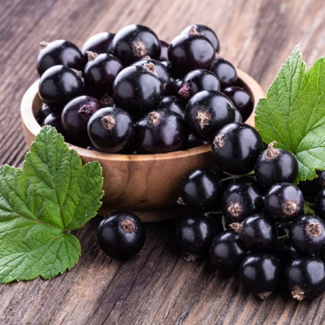 Porzeczka czarna Plant Pack