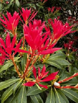 Pieris japoński Forest Flame (P9)