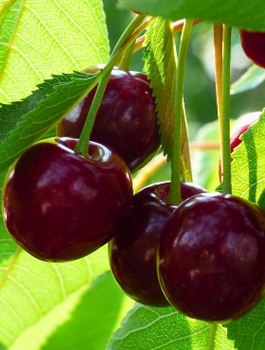 Czereśnia Ukraińska Plant Pack