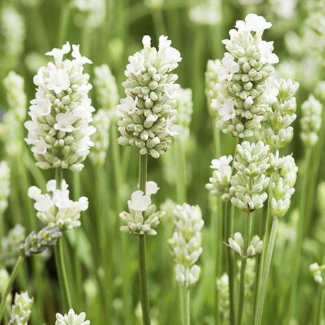 Lawenda wąskolistna lekarska Edelweiss (C2)