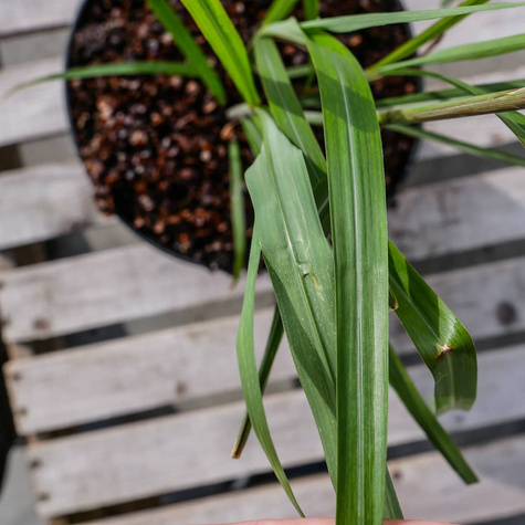 Miskant chiński Silberfeder