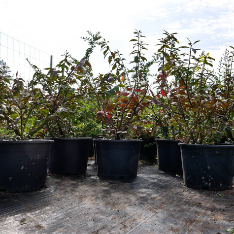 Trzmielina oskrzydlona (C20)