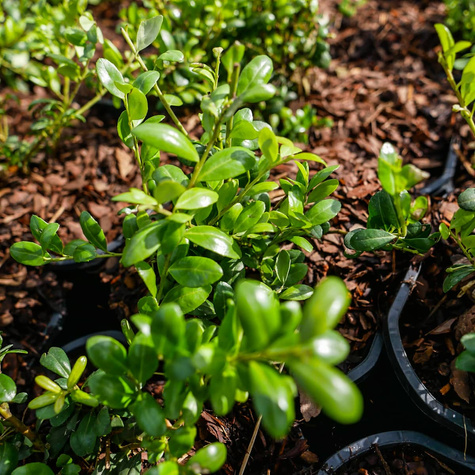 Ostrokrzew bukszpanowy karbowanolistny Convexa (C2)