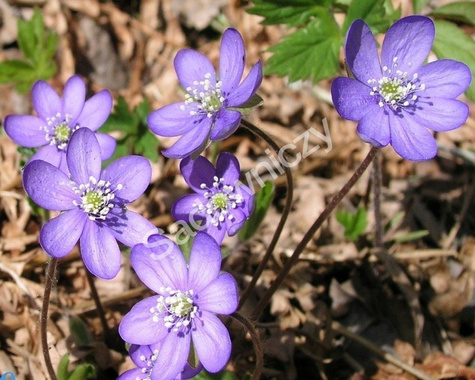 Przylaszczka pospolita (C2)