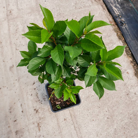 Mini Wiśnia karłowa Piemont w doniczce