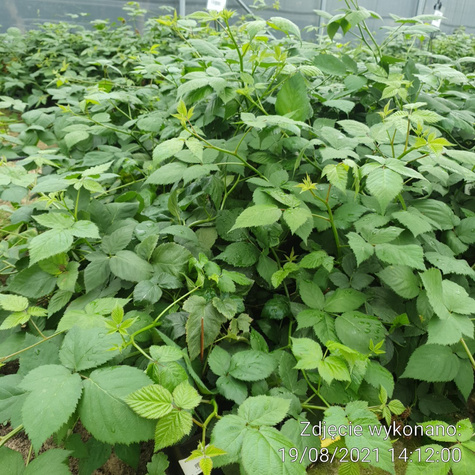 Jeżyna czarna w doniczce kolczasta