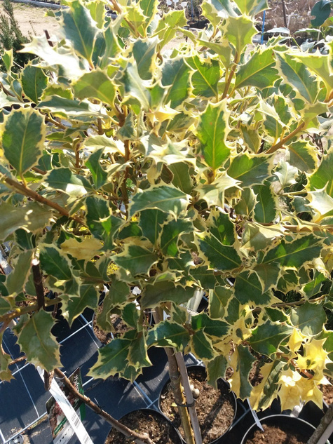 Ostrokrzew - szczepiony na pniu