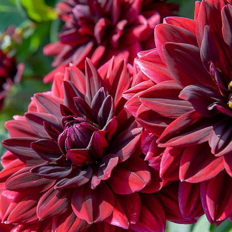 Dalia Dekoracyjna Sam Hopkins czerwono-bordowa