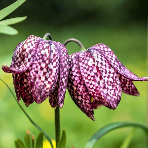 Szachownica Kostkowata