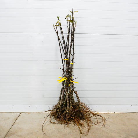 Jabłoń Discovery Plant Pack