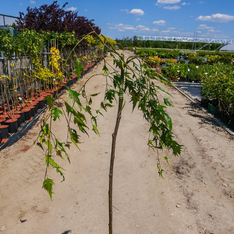 Brzoza Brodawkowata Gracilis Szczepiona Na Pniu