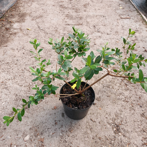 Azalia fioletowa Awangardowa (C2)