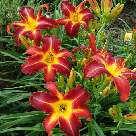 Liliowiec ogrodowy Autumn Red (C2)