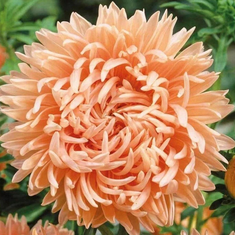 Aster chiński peoniowy Janina 0,5g