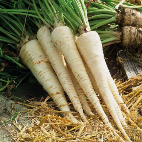 Nasiona na taśmie Pietruszka korzeniowa cukrowa + Rzodkiewka Rowa