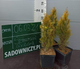 Thuja Tuja Żywotnik zachodni Golden Smaragd doniczka
