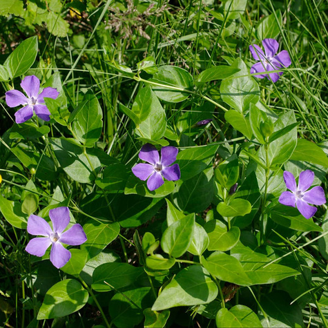 Barwinek pospolity Atropurpurea