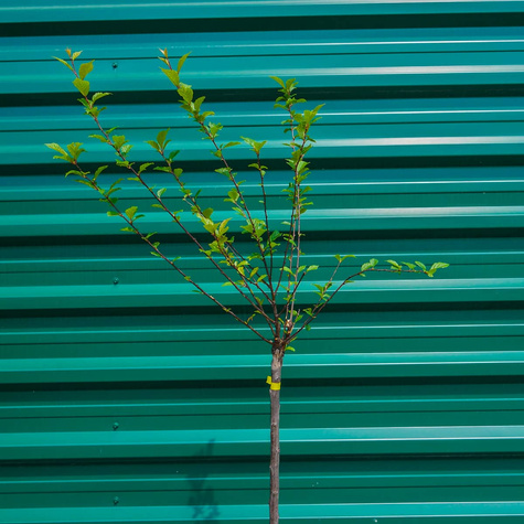 Migdałek różowy szczepiony na pniu