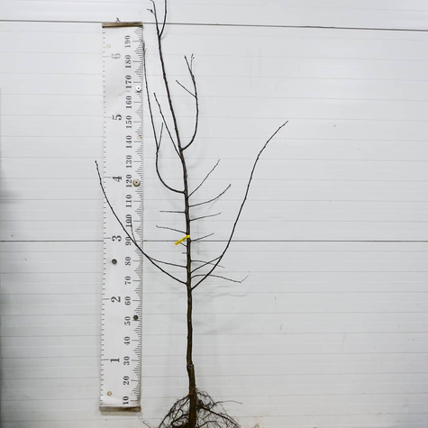 Śliwa Taste pyszna Plant Pack