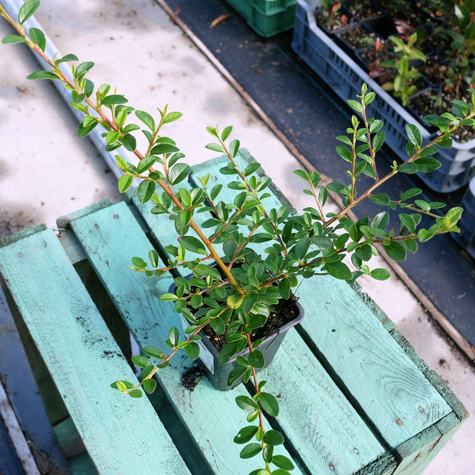 Irga szwedzka Coral Beauty miododajna (C2)