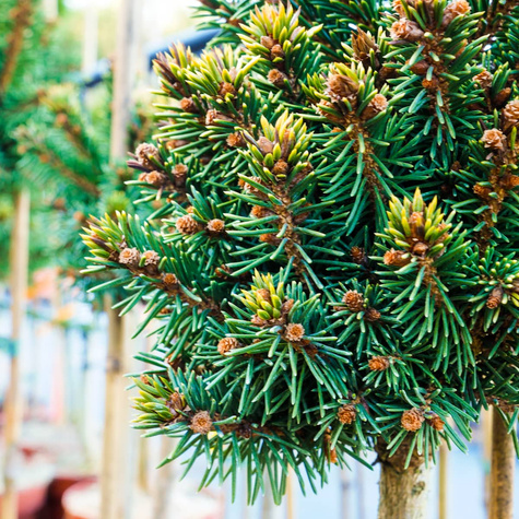 Świerk pospolity Gold Nugget (Aurea) szczepiony Pa40